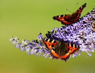 Butterflies-at-Balblair