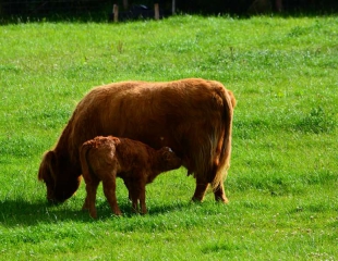 Highland-Cow-and-calf